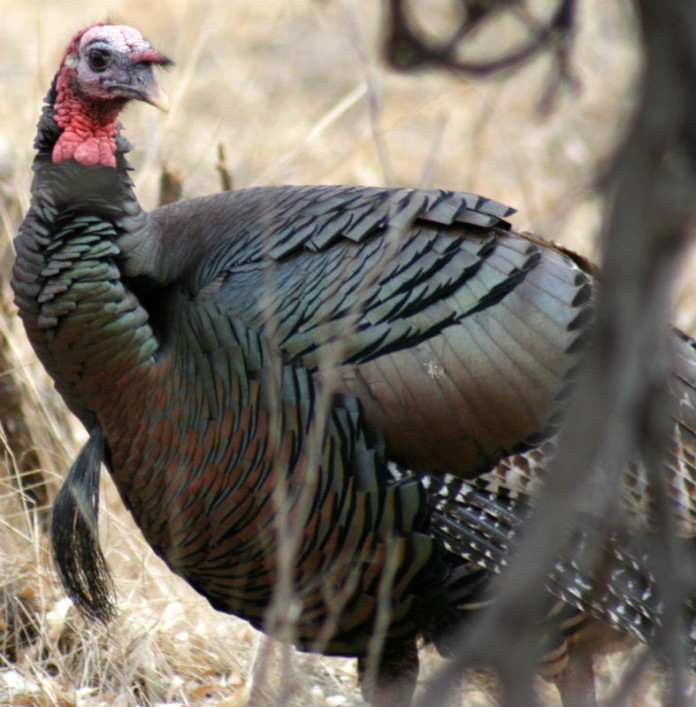 Texas turkey hunting season forecast good across the state