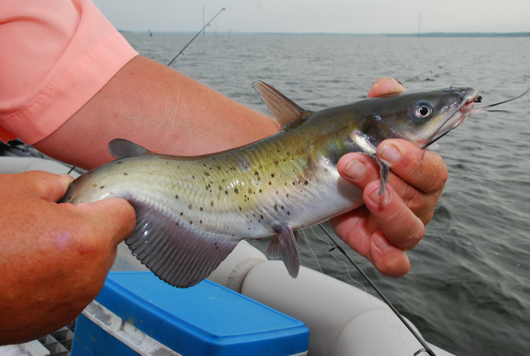 Texas catfish forecast offers bright future for outdoor pursuit