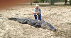 alligator choke buaya gator seberat kilogram hunting killed daughtrey ditangkap ohsenyum texan bend berjaya wma