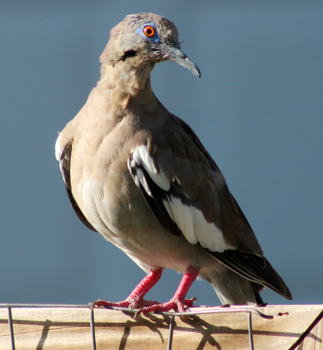 Texas dove hunting holiday 2014 season begins on Labor Day