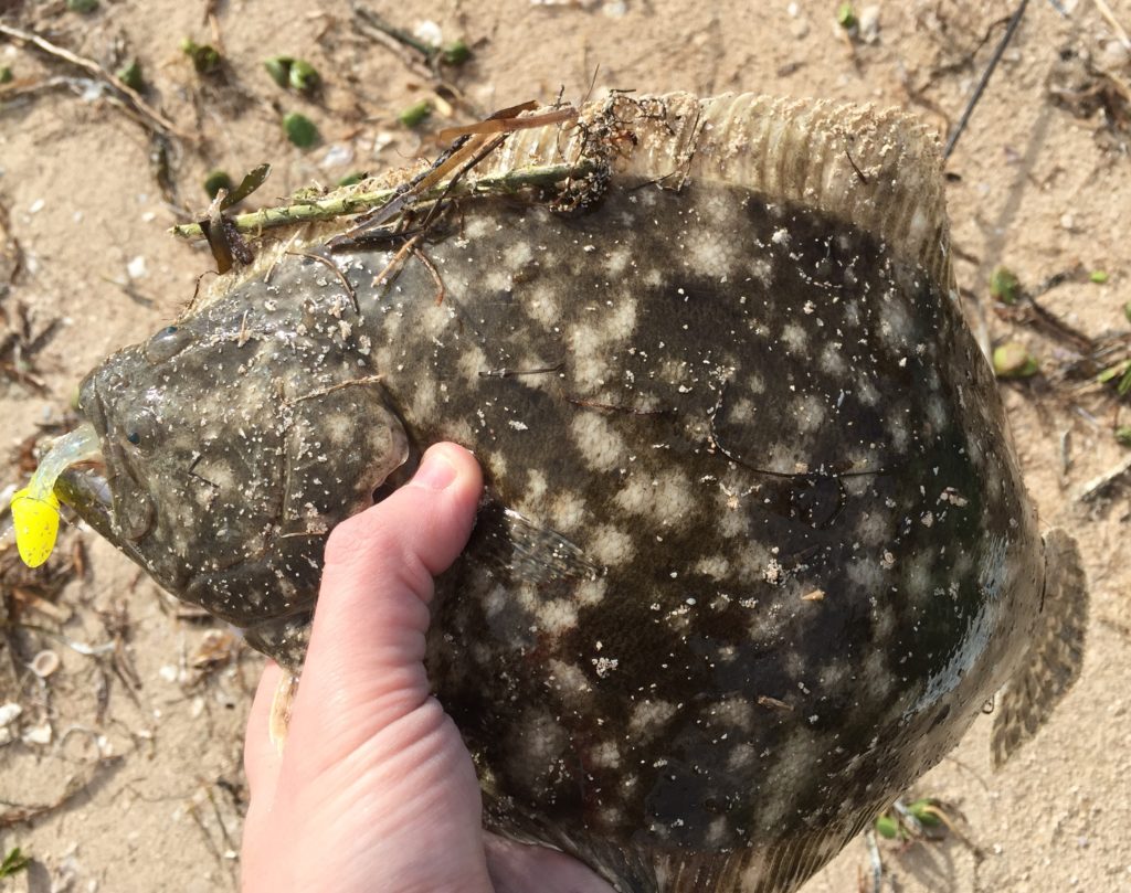 This flounder was caught on a spoon with a paddletail trailer. The fish hit the lure as it was retrieved shallower along a sandy dropoff in Aransas Bay.