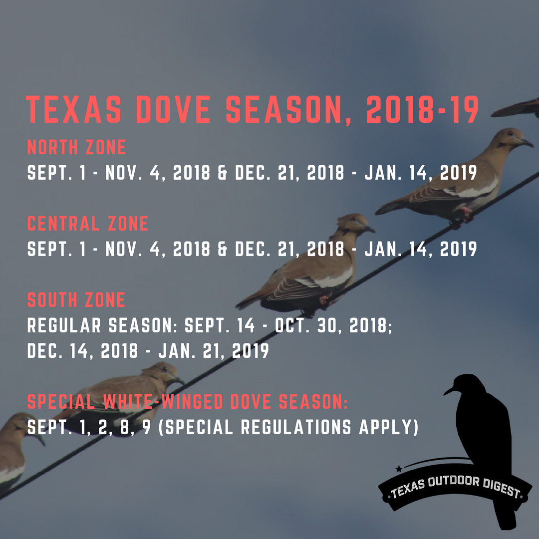 Texas dove hunting forecast good heading toward September staple