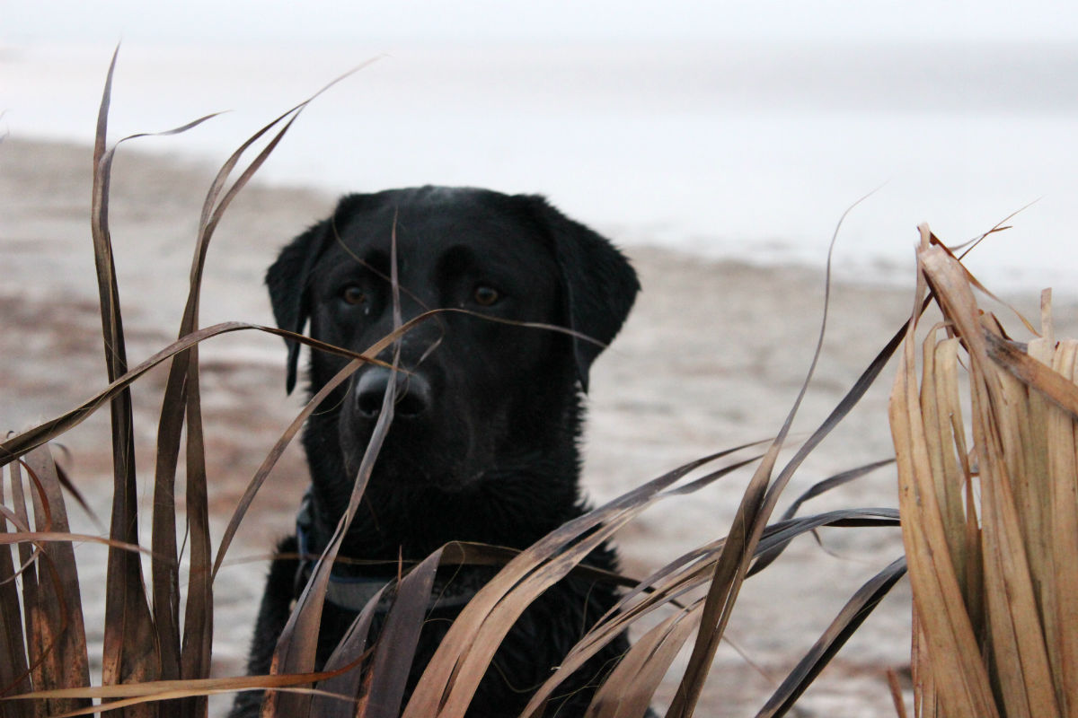 Baffin Bay proves that all of Texas is waterfowl country