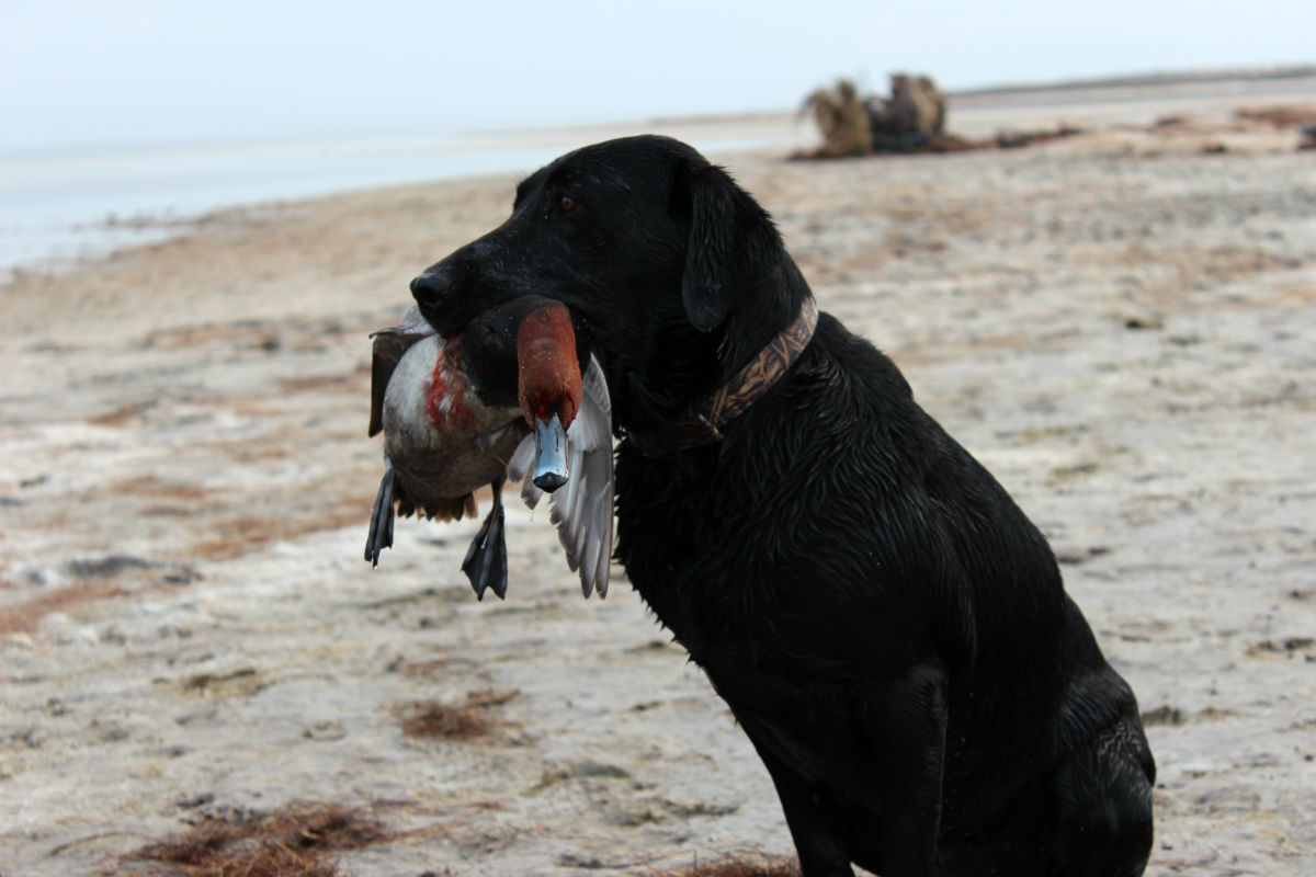 Baffin Bay proves that all of Texas is waterfowl country