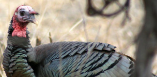 Texas spring turkey hunting is expected to be good