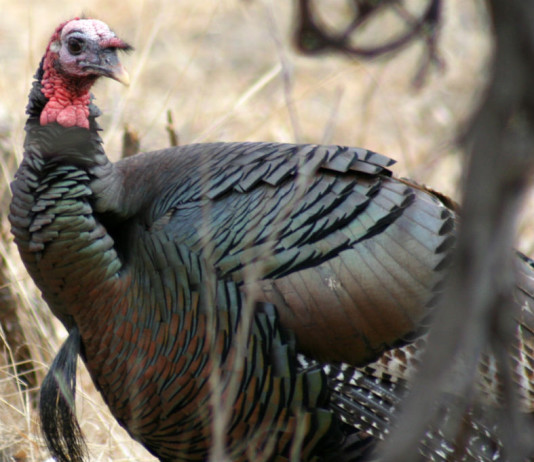 Texas spring turkey hunting is expected to be good