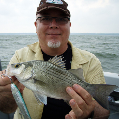 Texas Parks and Wildlife - There are more white bass caught per hour of  fishing than any other fish in Texas. Find out where to catch the white bass  run at