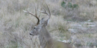 Fall deer hunting success starts with lease in the spring