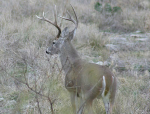 Fall deer hunting success starts with lease in the spring