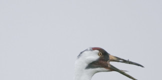 Juvenile whooping crane killed by Texas hunter