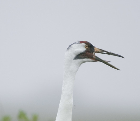 Juvenile whooping crane killed by Texas hunter