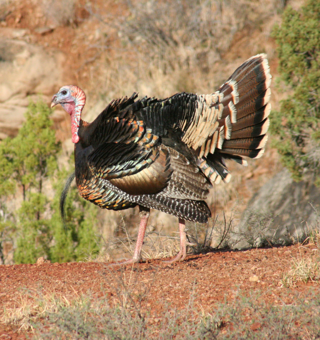 Turkeys have excellent eyesight, which means camouflage is vital in spring hunting situations.