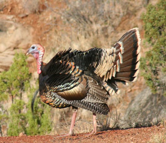 Turkeys have excellent eyesight, which means camouflage is vital in spring hunting situations.
