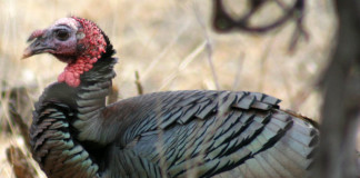 Turkey hunting in Texas can be tough, with the success rate sitting at about 40 percent statewide