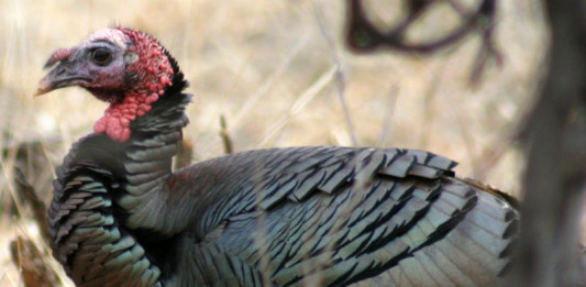 Turkey hunting in Texas can be tough, with the success rate sitting at about 40 percent statewide