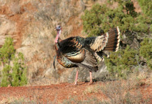 Turkeys react differently during different poritons of the spring season, which can make hunting difficult