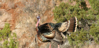 Turkeys react differently during different poritons of the spring season, which can make hunting difficult