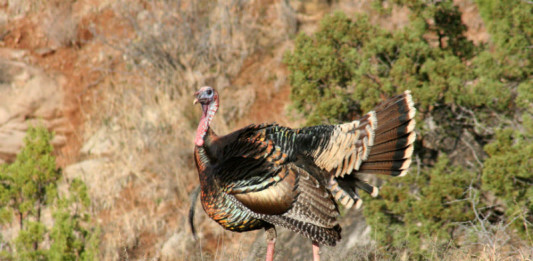 Turkeys react differently during different poritons of the spring season, which can make hunting difficult
