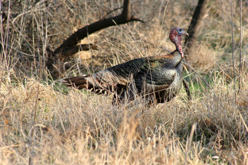 Texas spring turkey hunting forecast