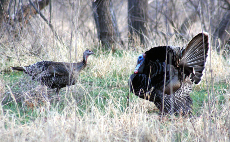 Gobblers strut and cut up to attract attention for various reasons during the spring.