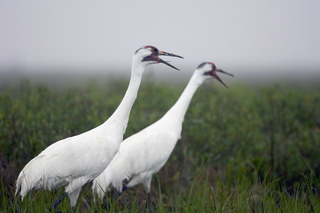 Judge rules Texas responsible for whooping crane deaths in 2008-09