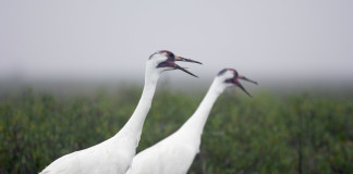 Judge rules Texas responsible for whooping crane deaths in 2008-09