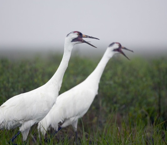 Judge rules Texas responsible for whooping crane deaths in 2008-09