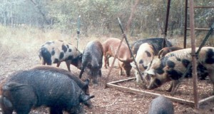 A Texas A&M University report predicts a massive rise in the feral hog population without proper control