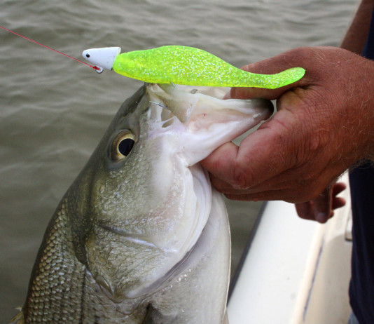 Varying fishing lure retrieves adds to angling success