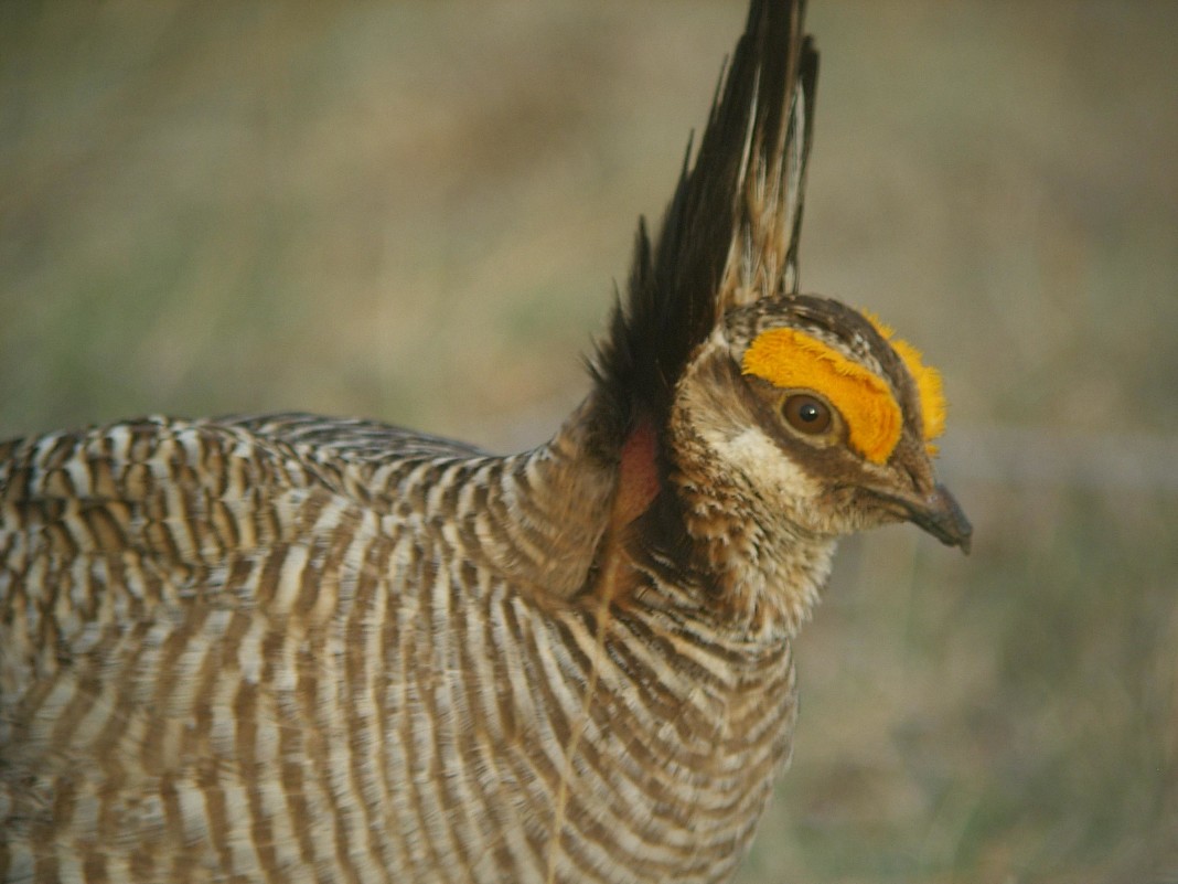 The multi-state plan includes habitat management goals and voluntary conservation practices to be applied throughout the lesser prairie-chicken’s range