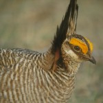 Texas included in lesser prairie chicken conservation plan