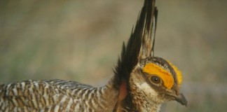 The multi-state plan includes habitat management goals and voluntary conservation practices to be applied throughout the lesser prairie-chicken’s range