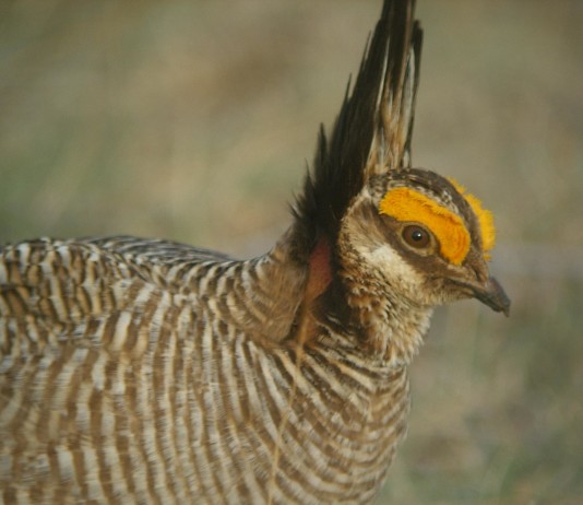 The multi-state plan includes habitat management goals and voluntary conservation practices to be applied throughout the lesser prairie-chicken’s range