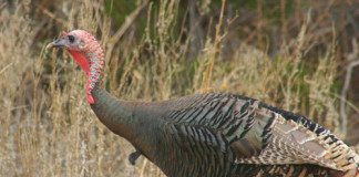 There are sure to be plenty of younger birds known as jakes in the field while turkey hunting in Texas.