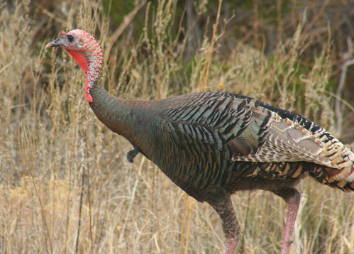 There are sure to be plenty of younger birds known as jakes in the field while turkey hunting in Texas.