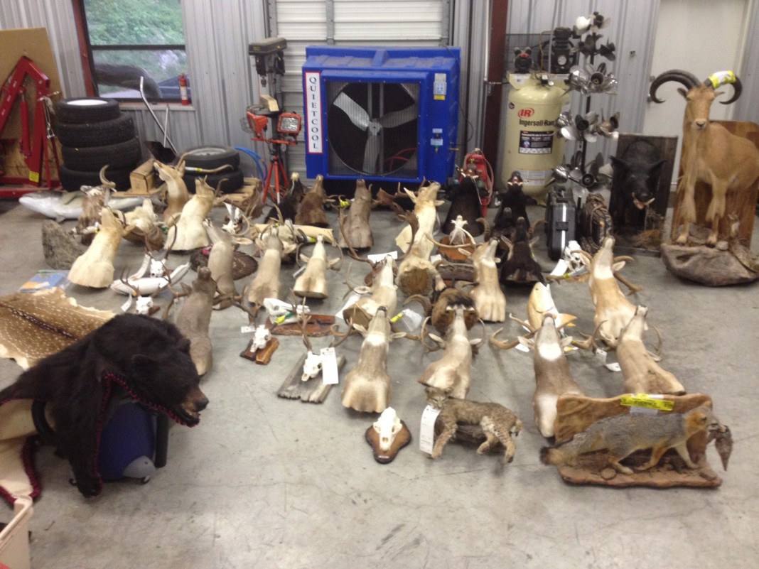 Texas game wardens and Williamson County sheriff’s deputies seize illegal mounts, drugs