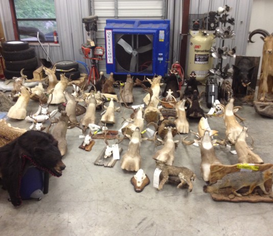 Texas game wardens and Williamson County sheriff’s deputies seize illegal mounts, drugs