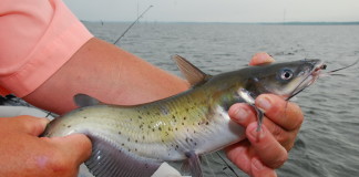 The catfish is among the most common fish not only in Texas but across the nation