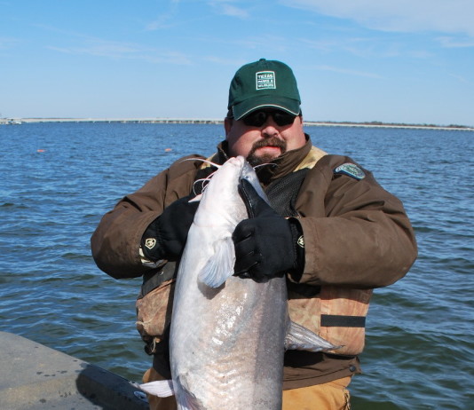 Flatheads, the main angling target for noodlers, differ from the more abundant channel catfish and blue catfish that inhabit many of the same waters.