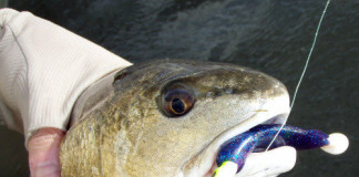 If you're looking to find bull reds, the beaches along Sabine Pass are at the top of the list of prime fishing grounds.