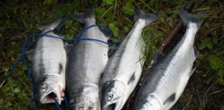 Alaskan fishing success comes down to planning, timing and even luck