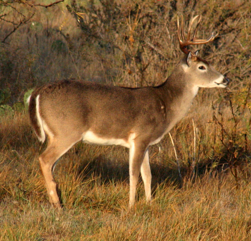 The big buck forecast typically rests on quality, but many areas are seeing an increase in quantity, which could lay the foundation for big things in coming seasons.