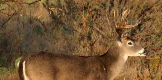 The big buck forecast typically rests on quality, but many areas are seeing an increase in quantity, which could lay the foundation for big things in coming seasons.