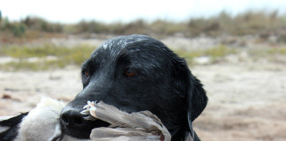 The variety of Lone Star State waterfowl hunting locales is only upstaged by our distinct ecosystems.