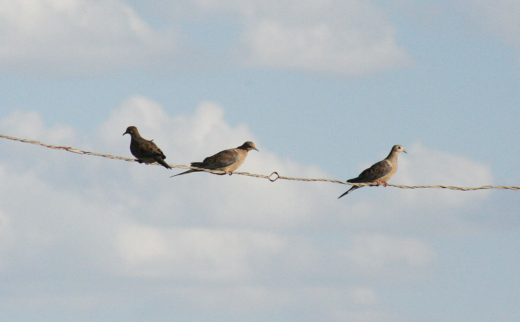 The mourning dove population is pegged at about 350 million, and roughly 50 million of those birds will nest, hatch or pass through Texas.