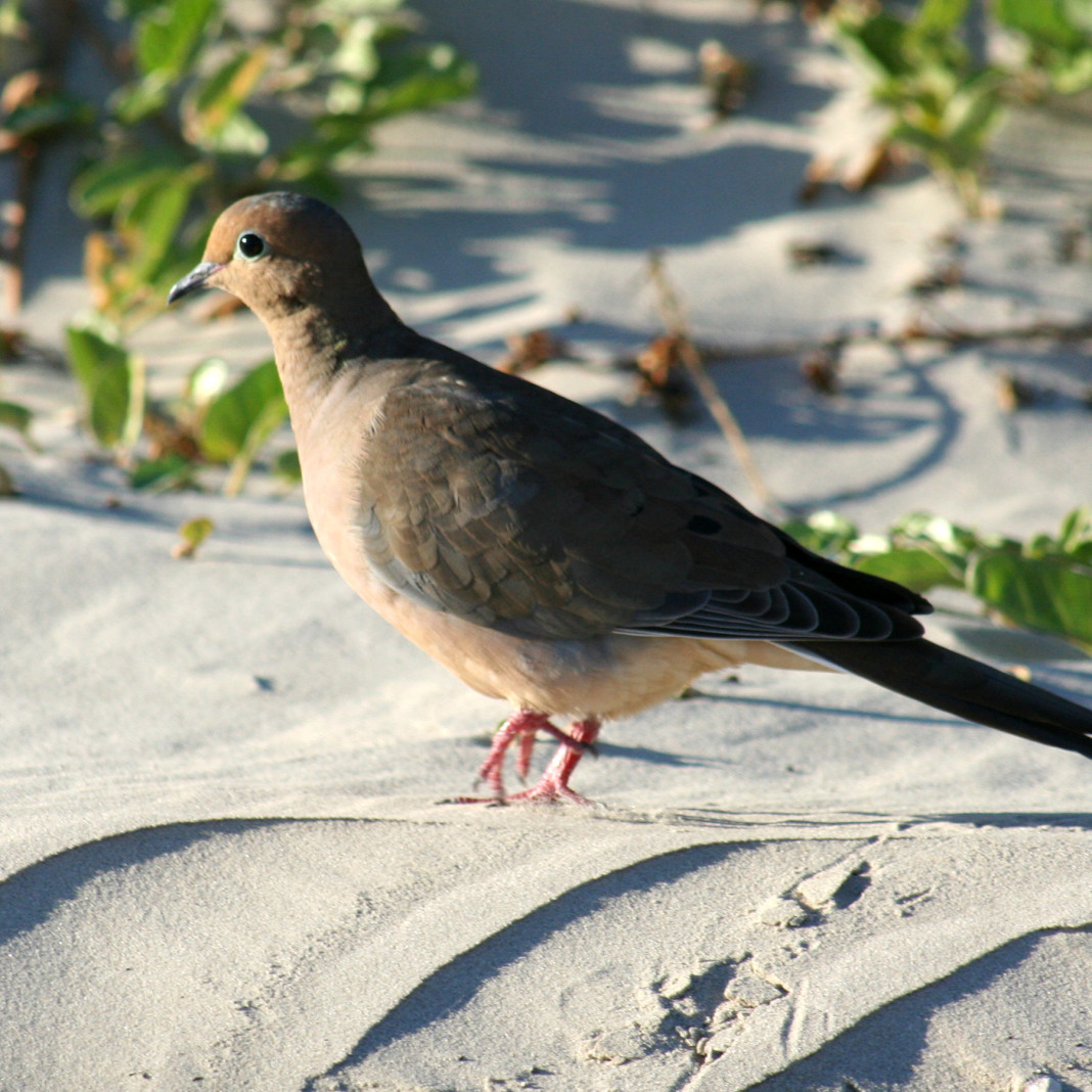 Texas boasts fall dove populations in excess of 40 million birds and its roughly 300,000 dove hunters harvest about 6 million birds annually.