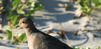 Texas boasts fall dove populations in excess of 40 million birds and its roughly 300,000 dove hunters harvest about 6 million birds annually.