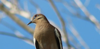The average dove hunter will shoot six to eight shells per bird harvested.