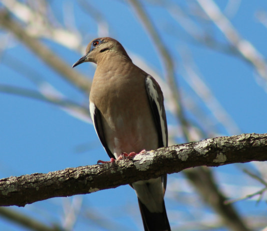 The average dove hunter will shoot six to eight shells per bird harvested.