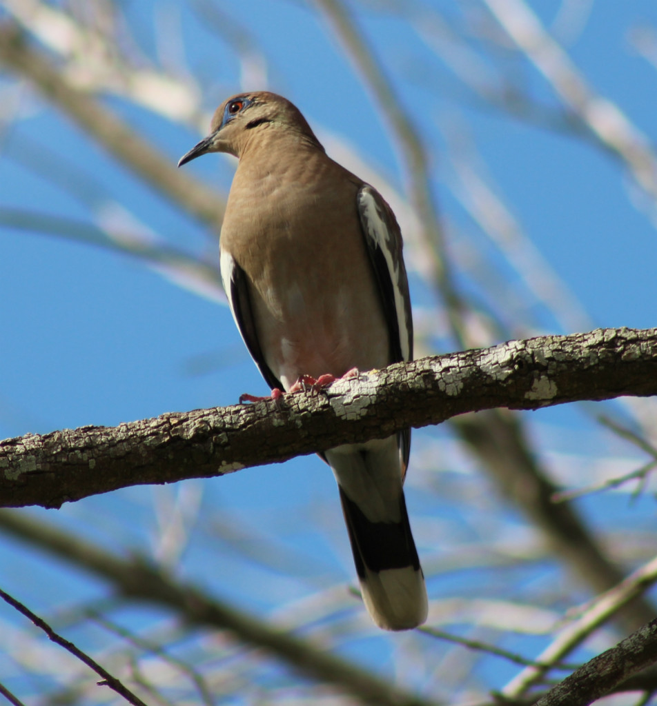 The average dove hunter will shoot six to eight shells per bird harvested.